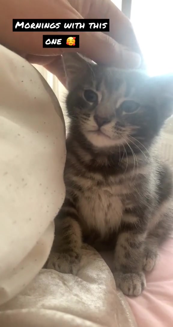 @Miracle Kittens