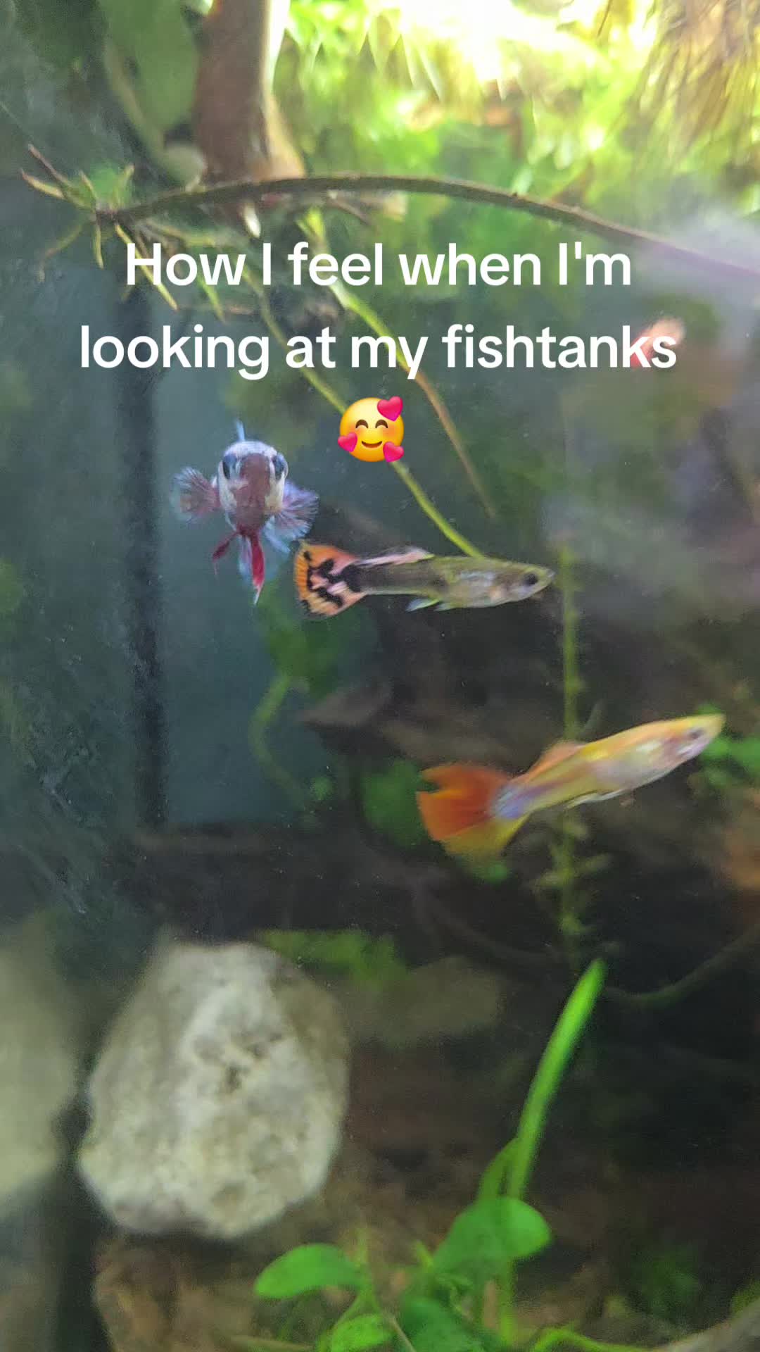 @ella aquatics