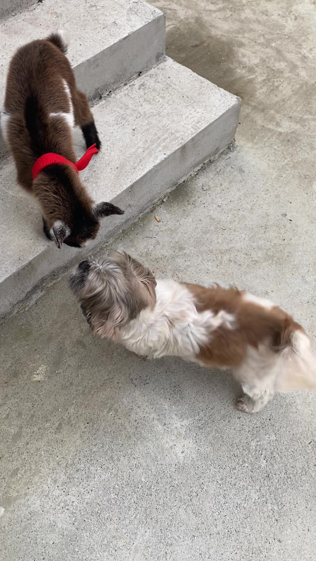@Bella🐶💕