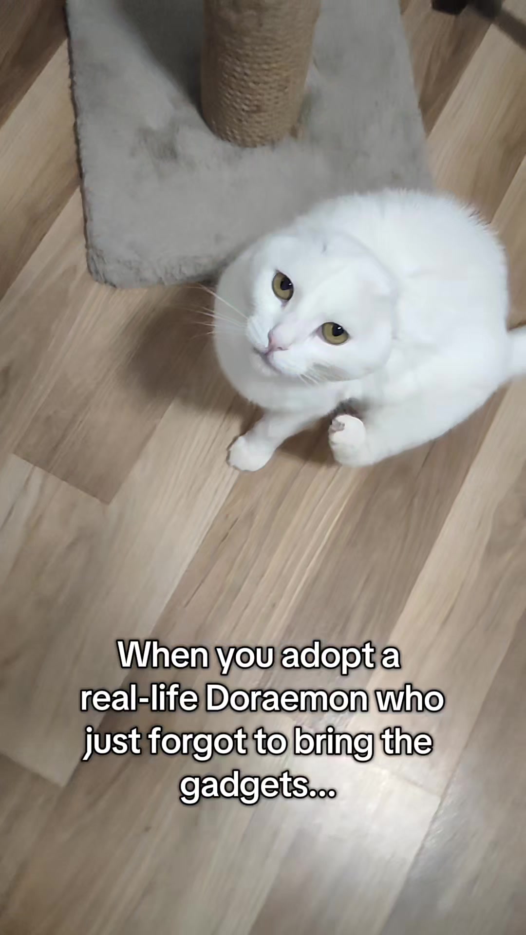 @Fluffy and Pixie