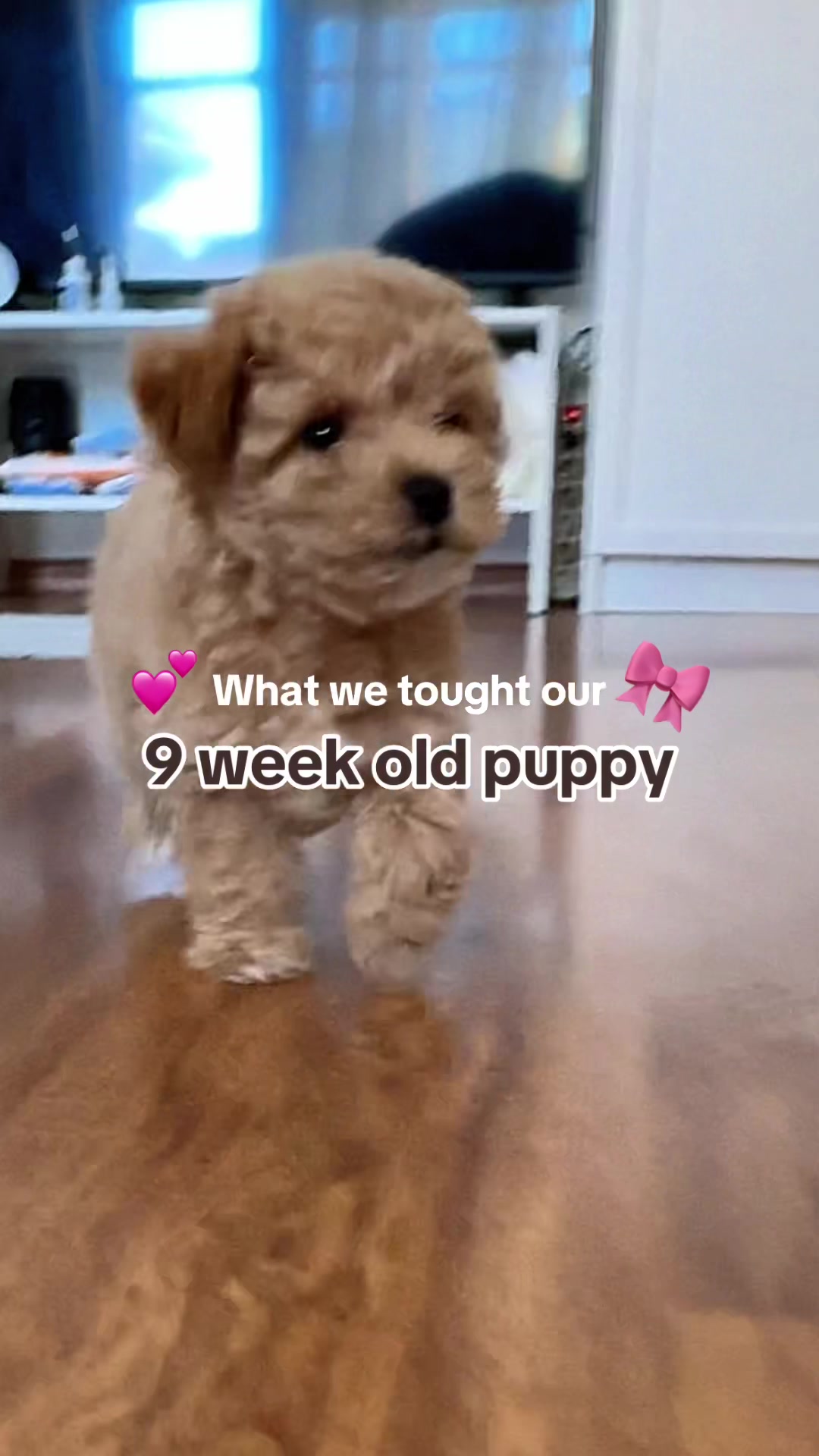 @Malibu Maltipoo 🎀
