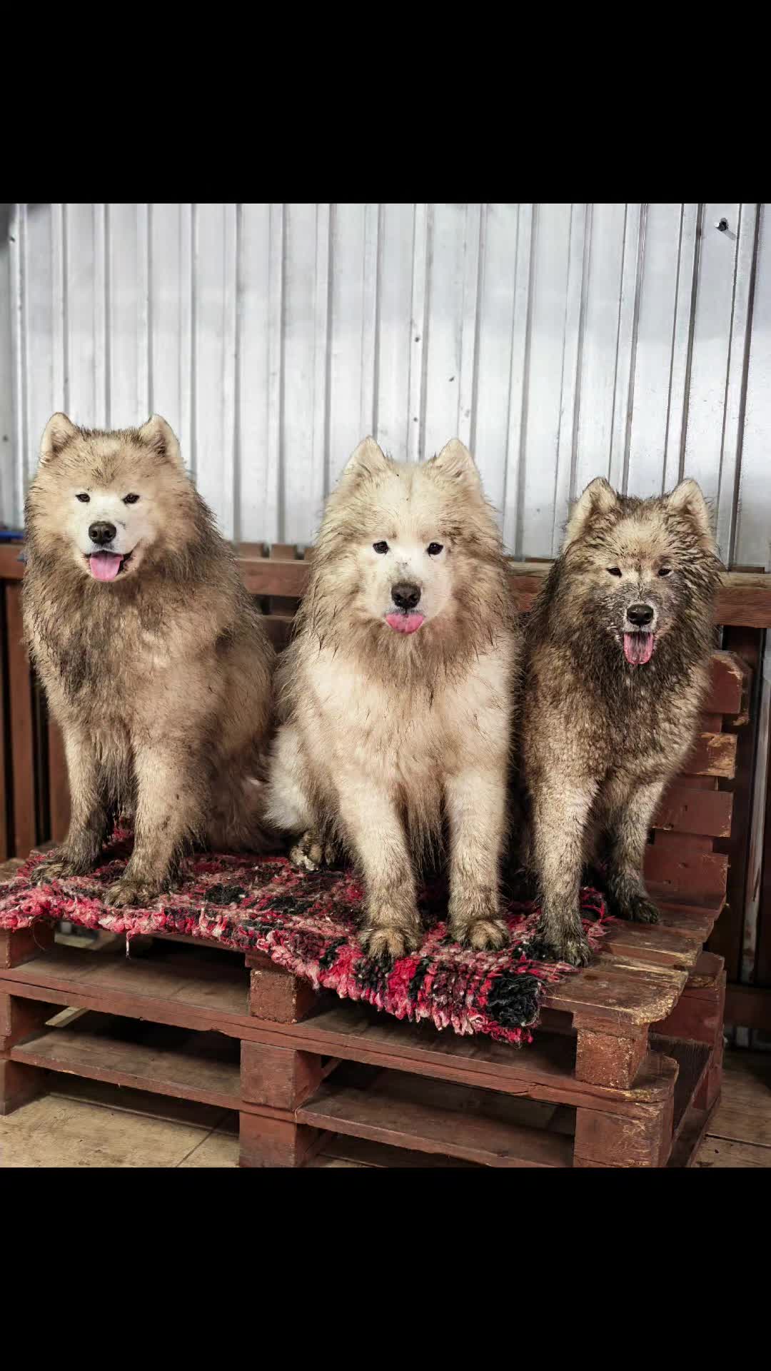 @Lovely Snow Diamonds Samoyed