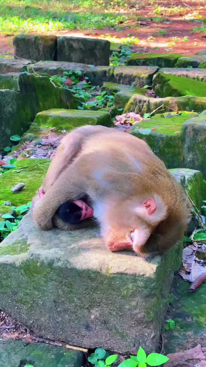 @Law of Nature ๐