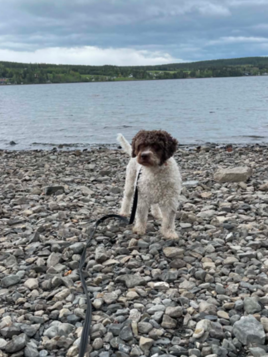 @🐾✨️mhdogs✨️🐾🇸🇪