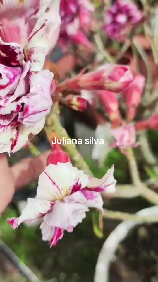 @Juliana silva