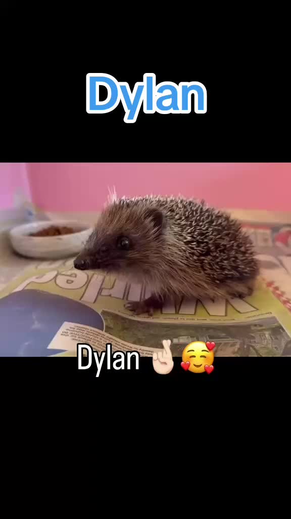 @Ryston Rachel's Hedgehog Hotel