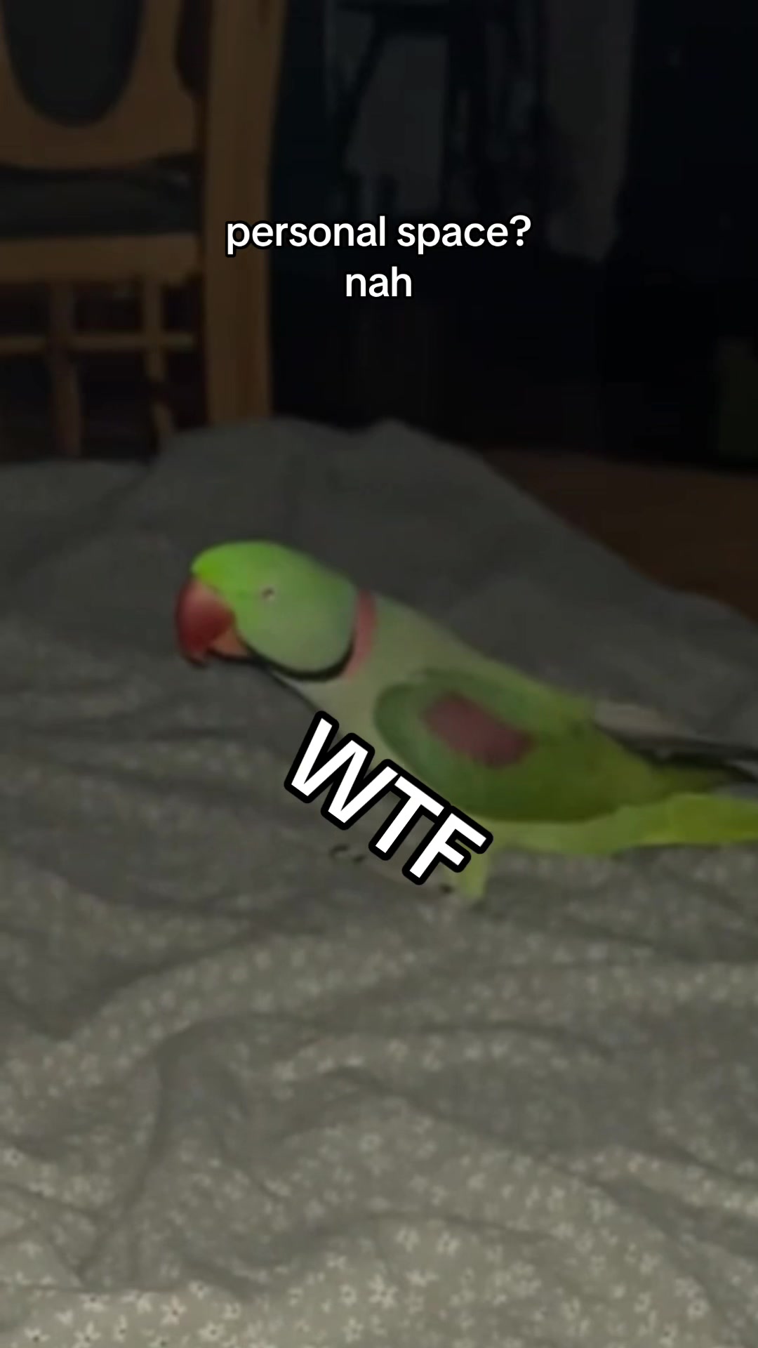 @majucha