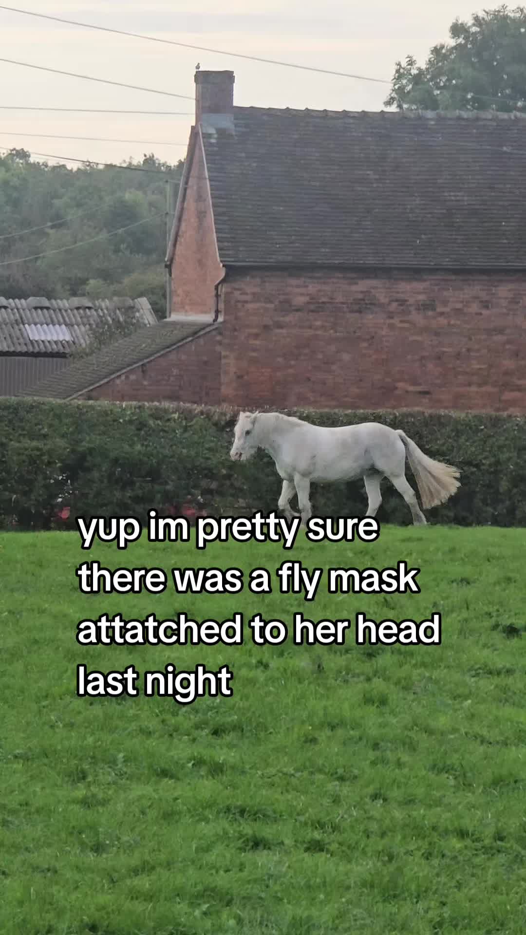 @ponymidlifecrisis