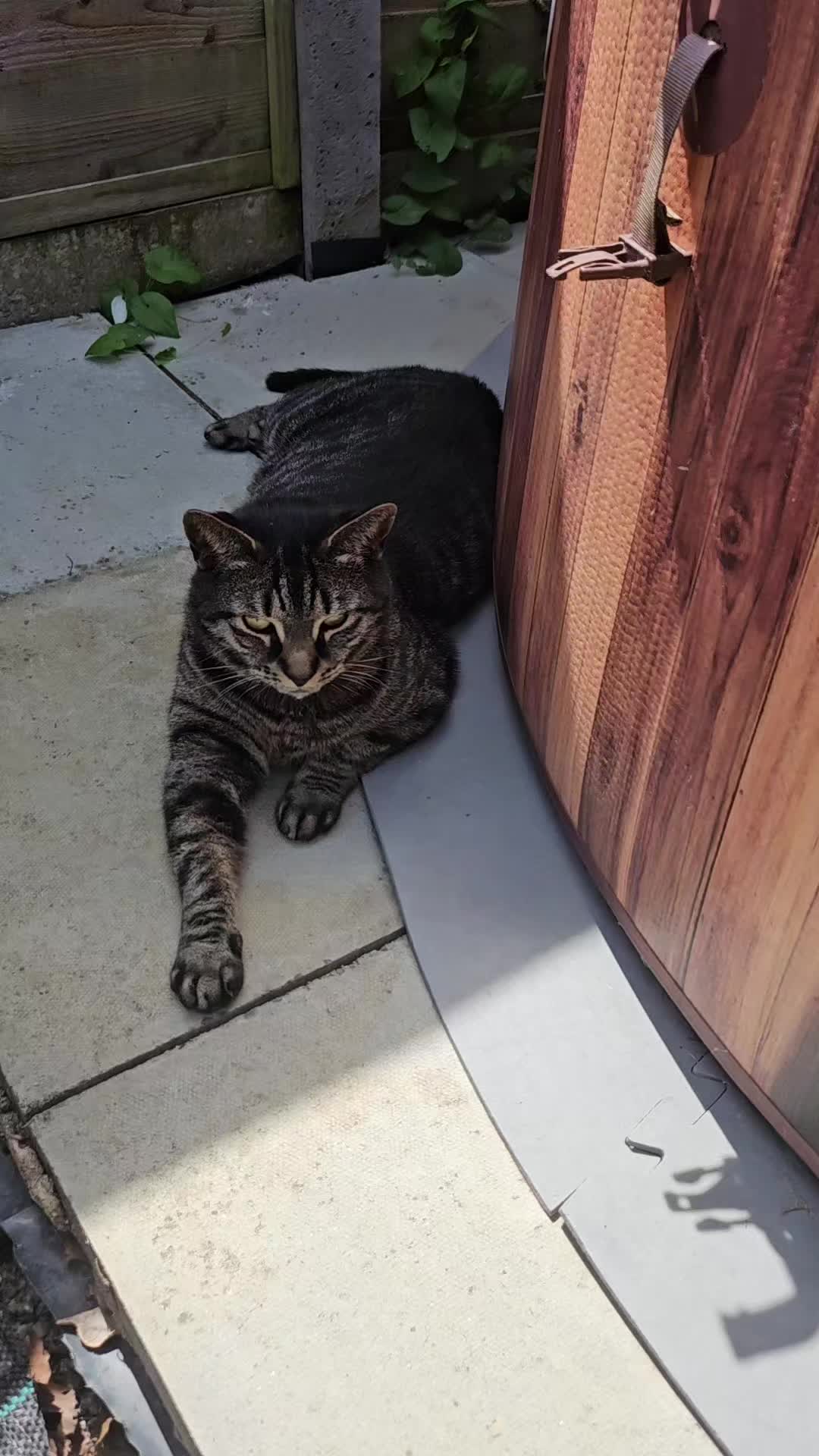 @CatmanScoop