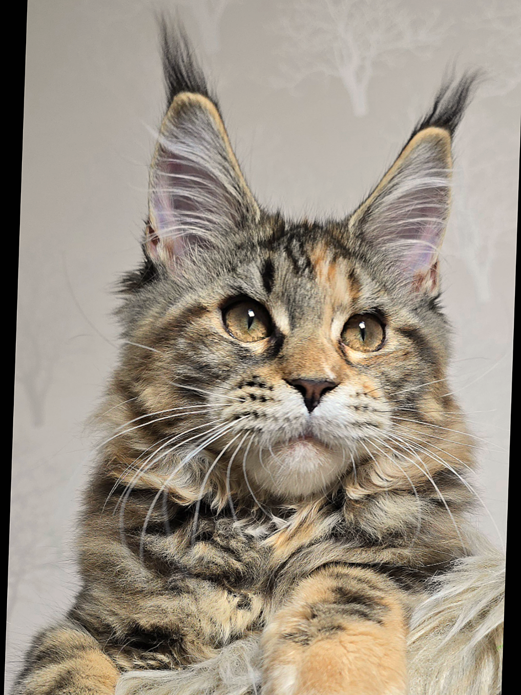 @Maine Coon Cattery Forest Rich