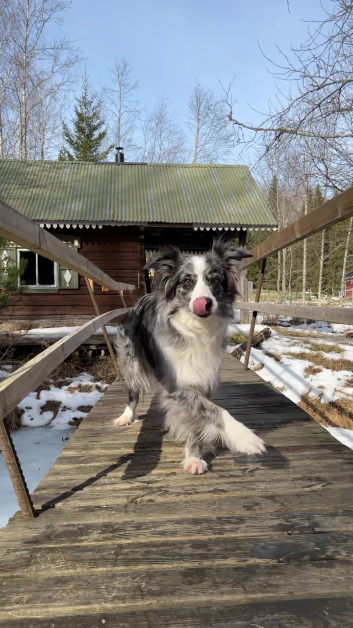 @bordercollieMuse