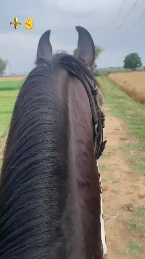 @Ch Hammad bokan &hearts;️🐎