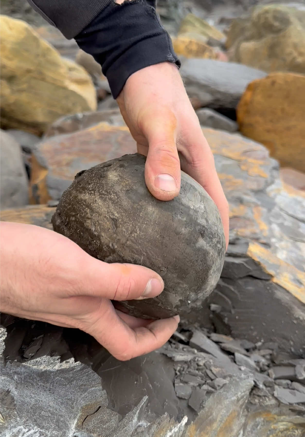 @yorkshire.fossils