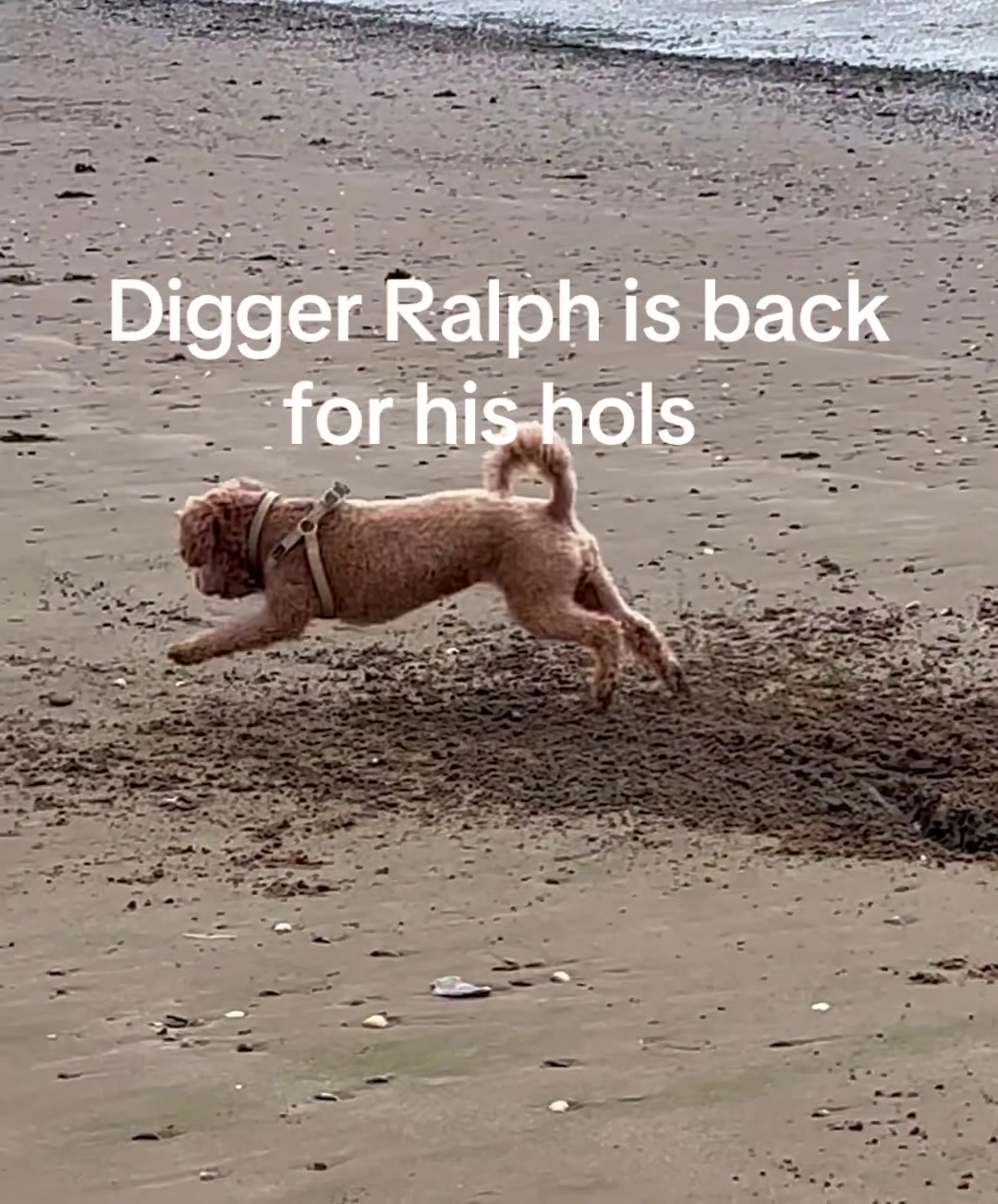 @diddydogz