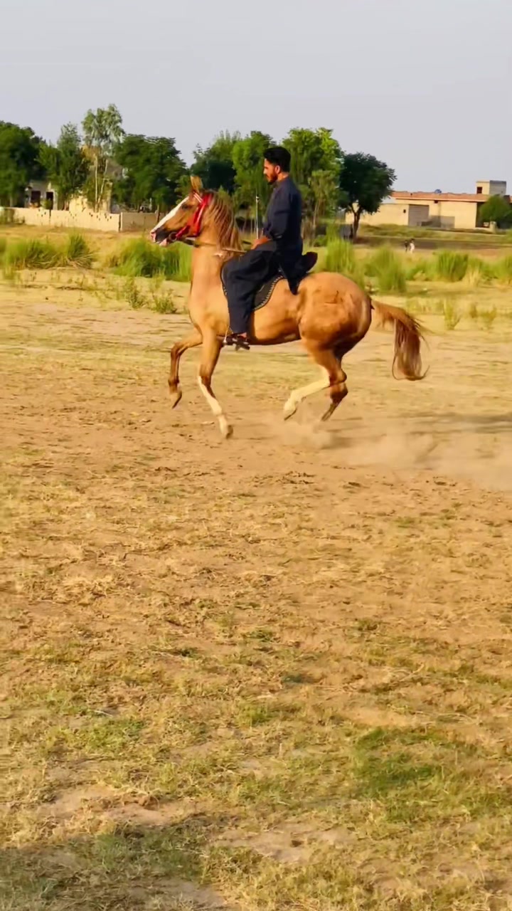 @Ch Hammad bokan &hearts;️🐎