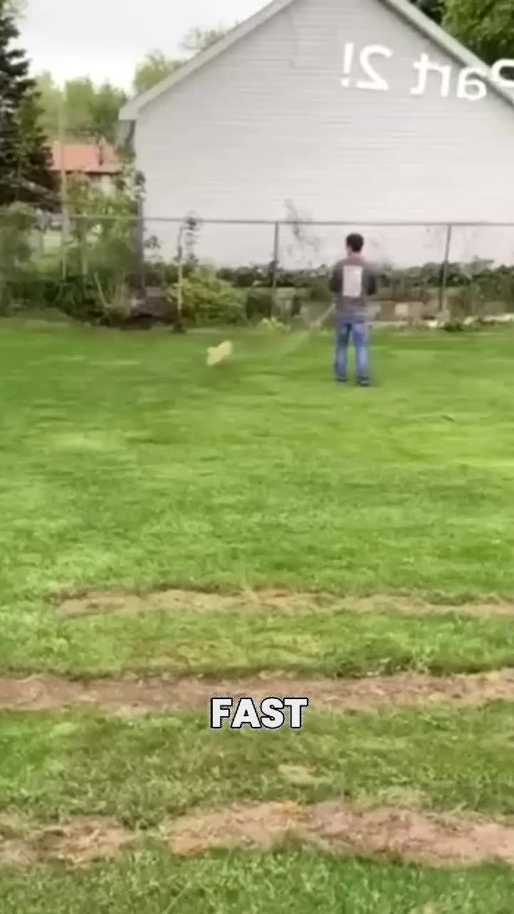 @dogadoption