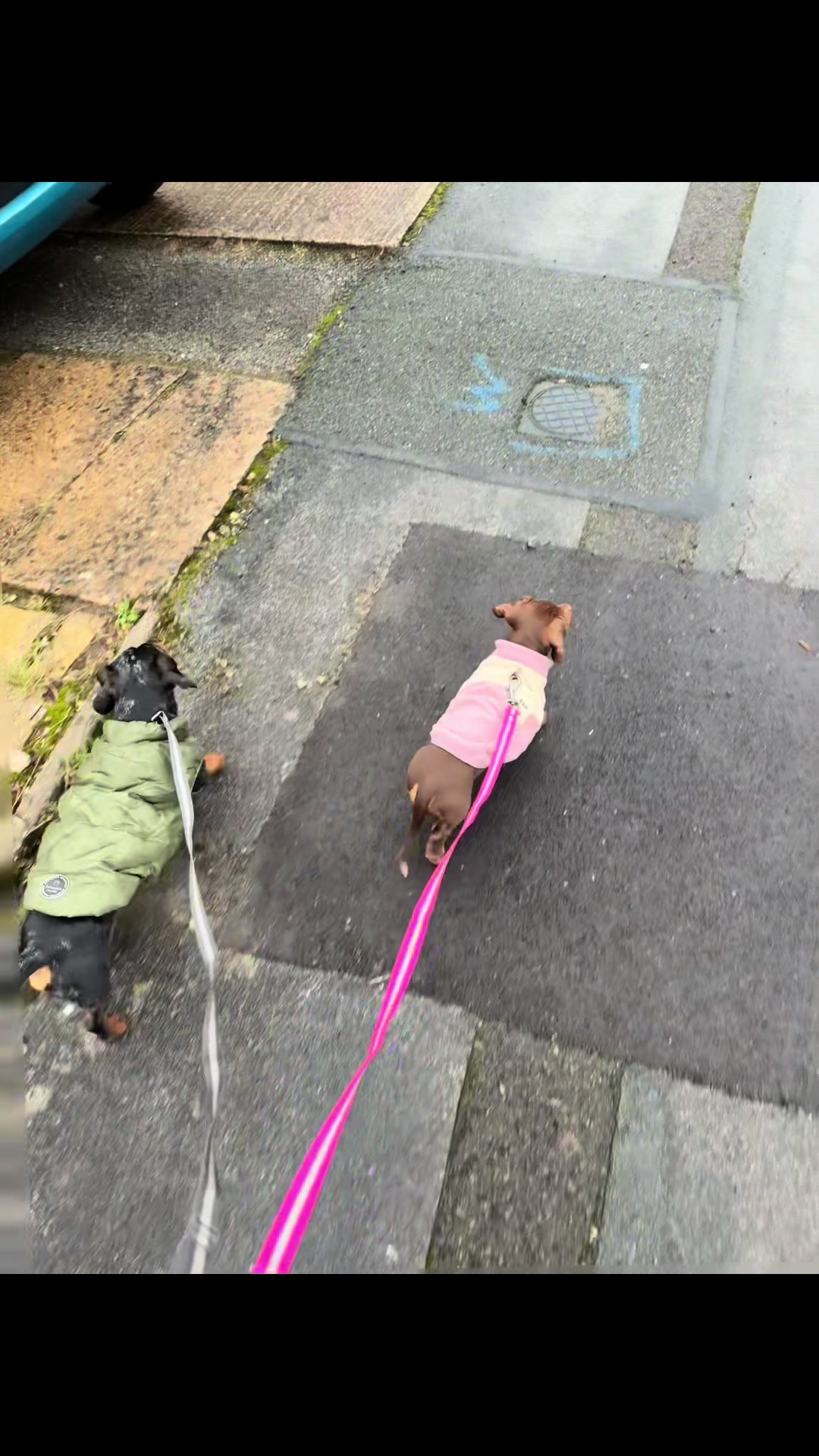 @Emma&rsquo;s Dog Walking