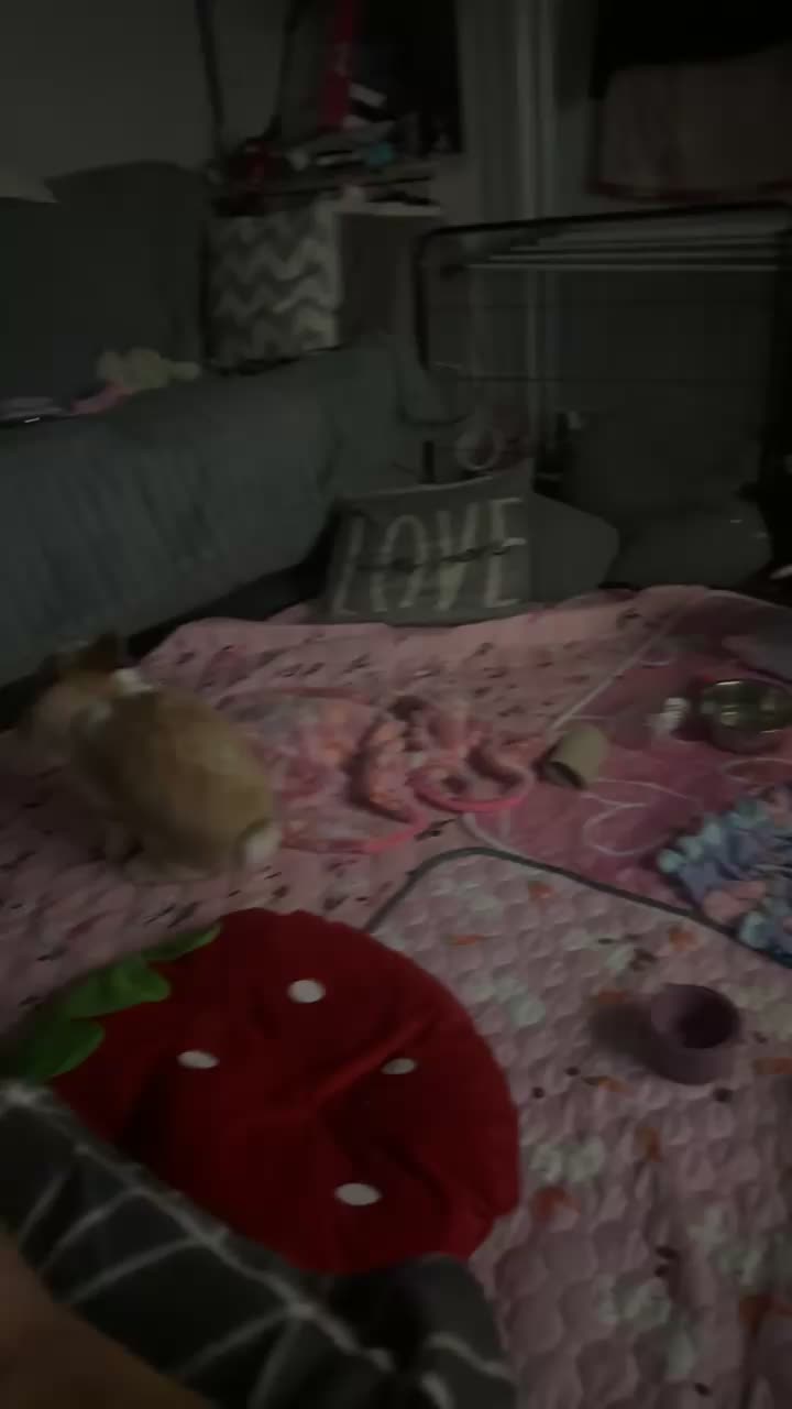 @ðâšRoxanneð«¶ðŒPjQueenâšð