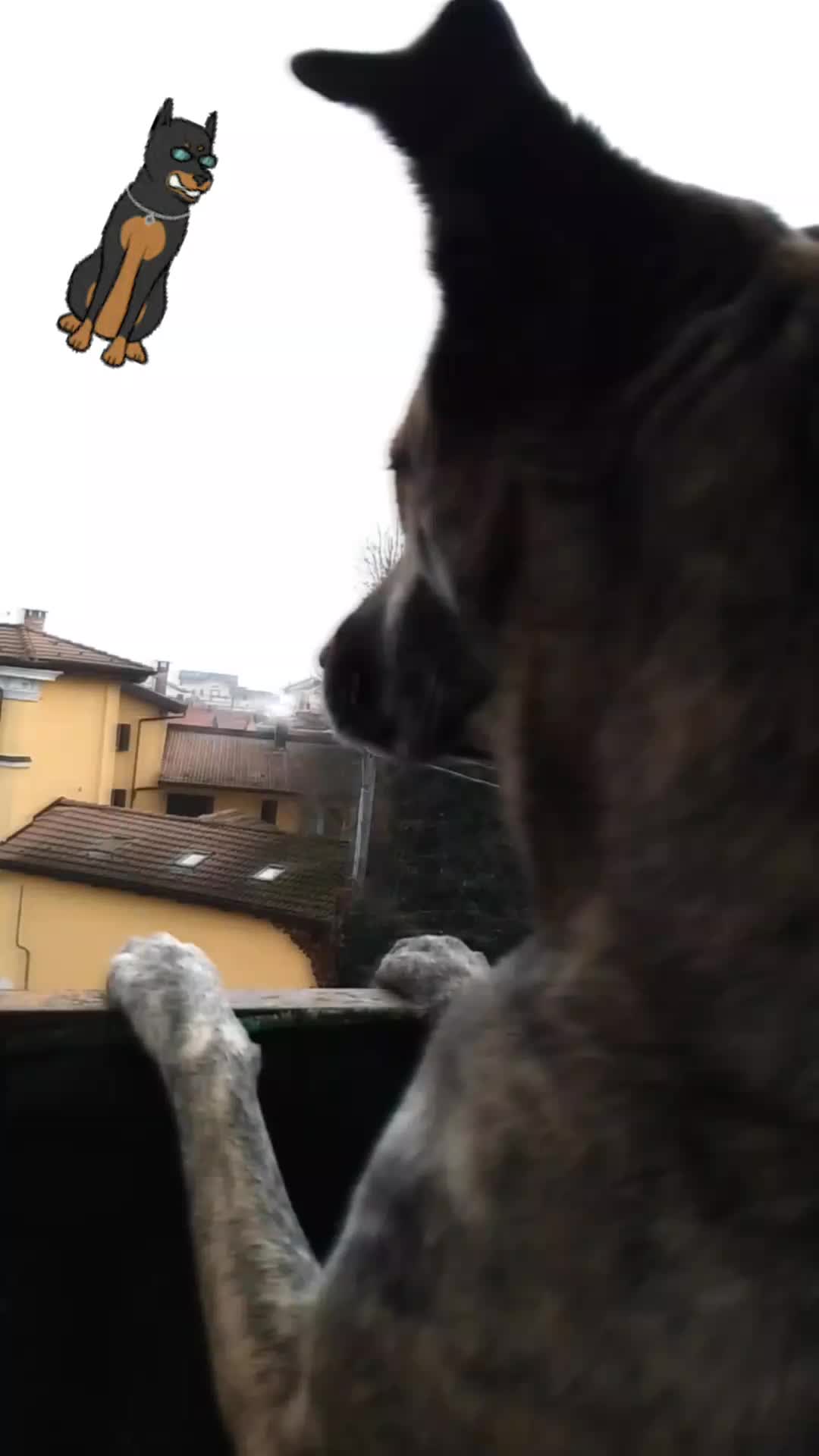 @marco cordi