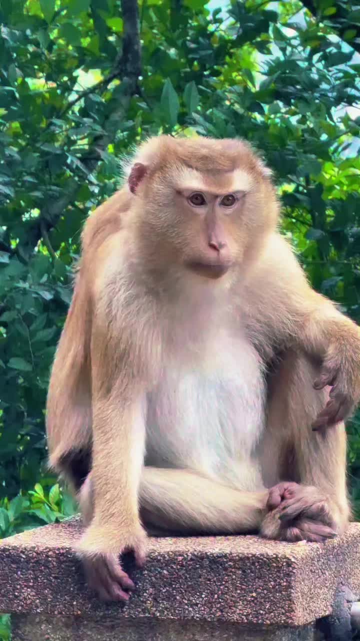 @Monkeyking❤