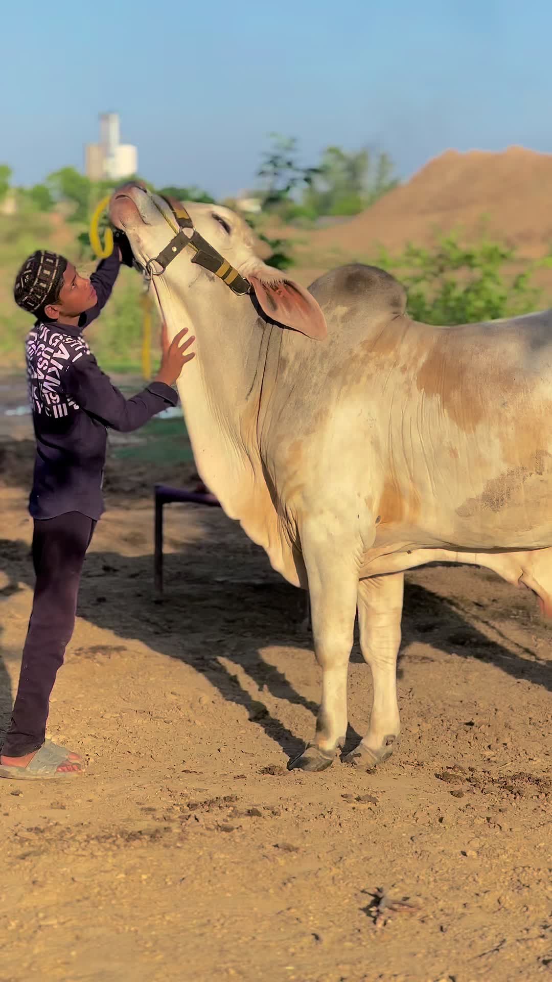 @Subhan cattle farm.🐂