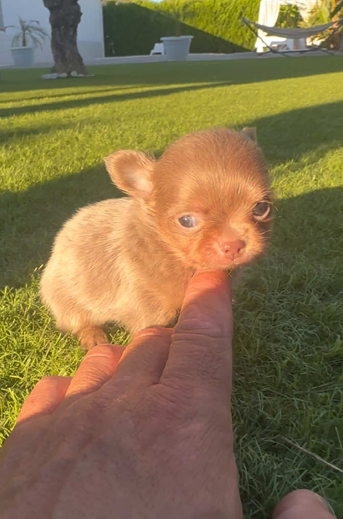@Mascotas ,cachorritos bonitos