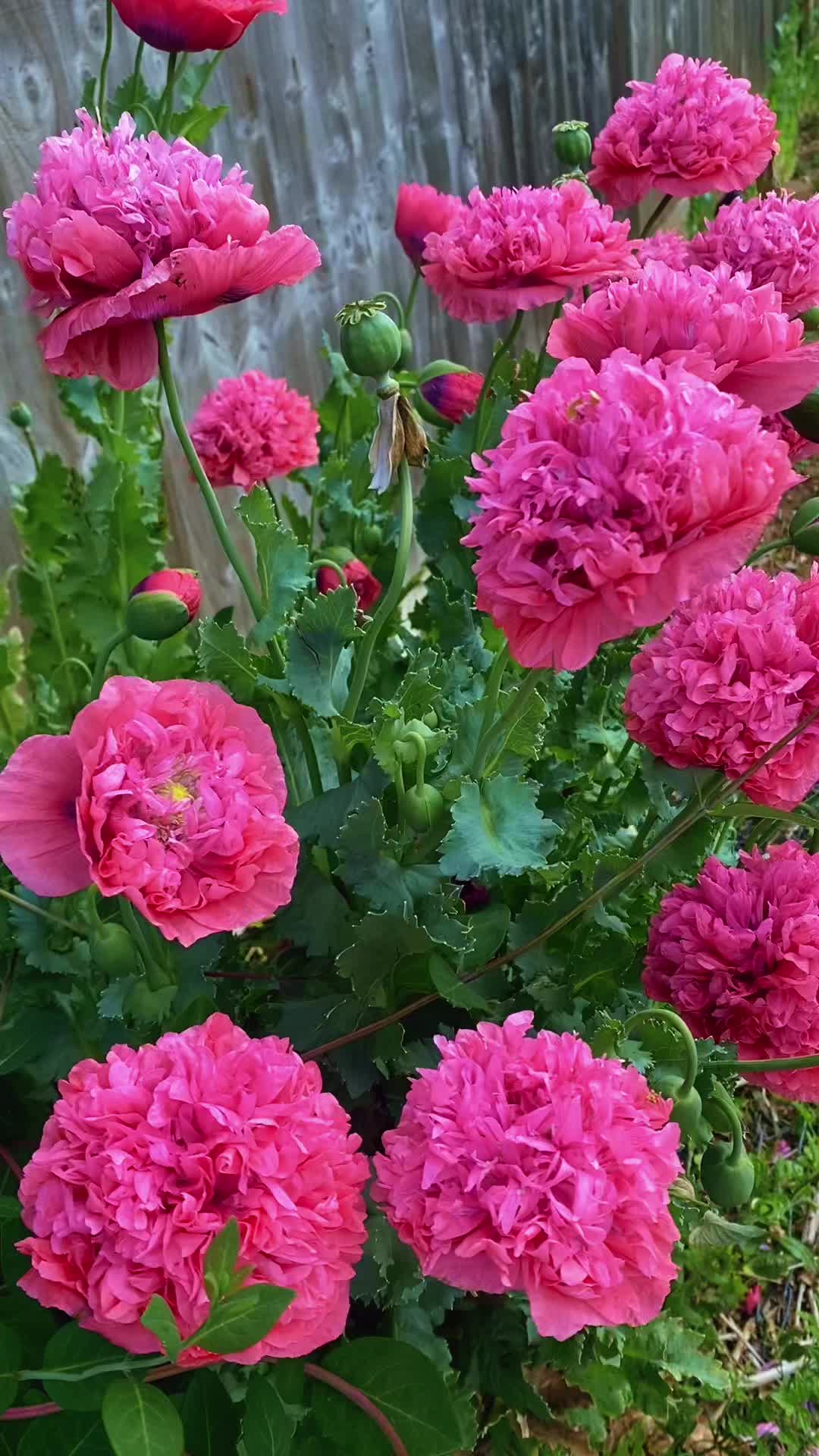 @🌺Flower&rsquo;s&ensp;Lover❤️