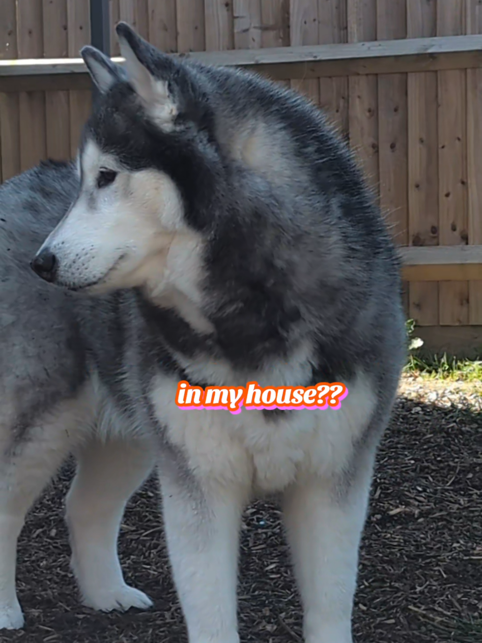 @Freya & Kuma