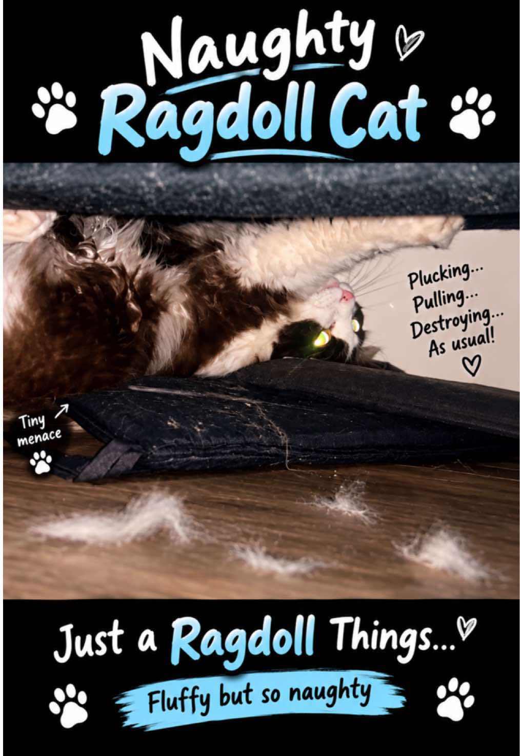 @Ted the ragdoll cat 🐾