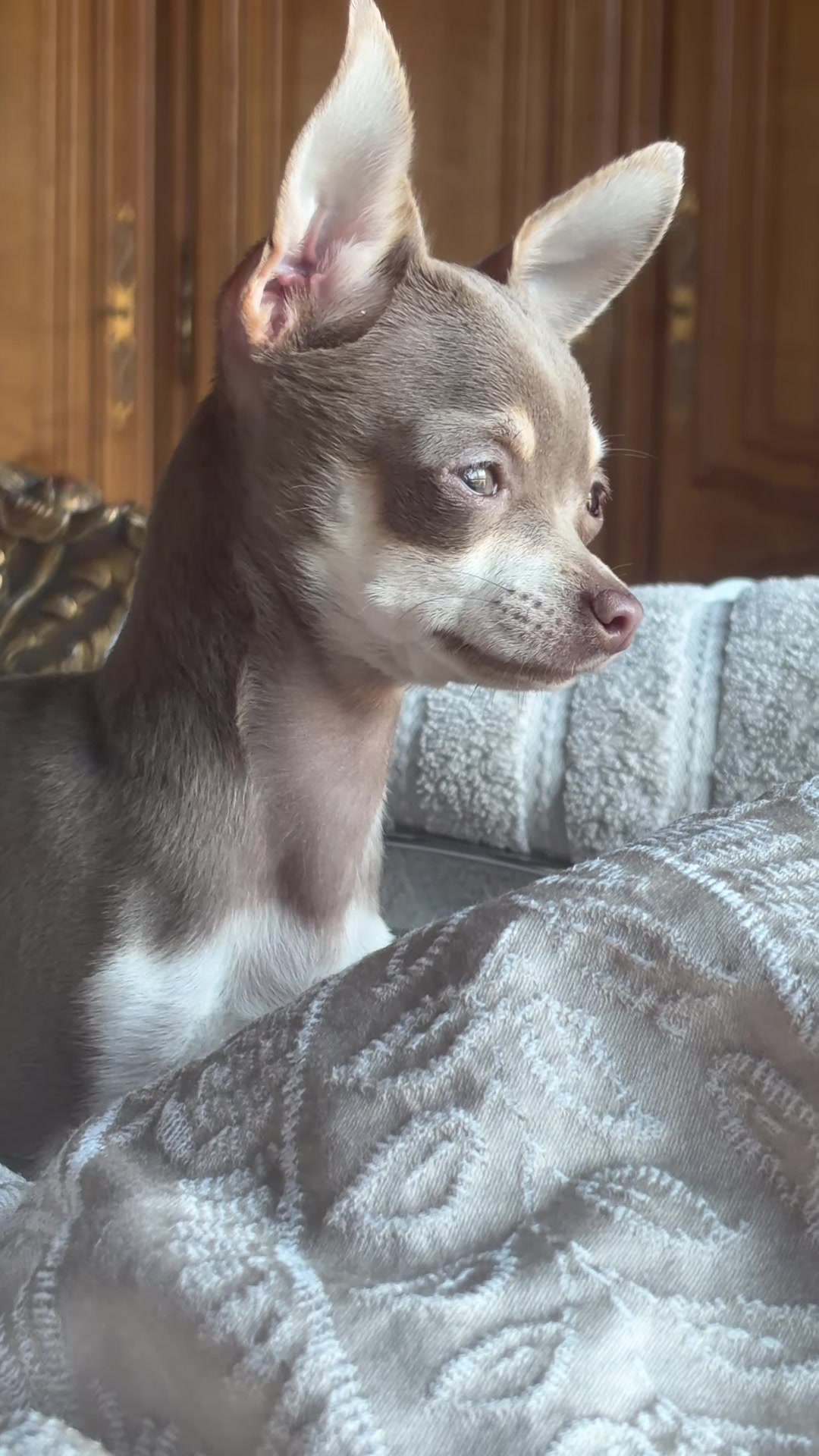 @Suffolk Chihuahuas