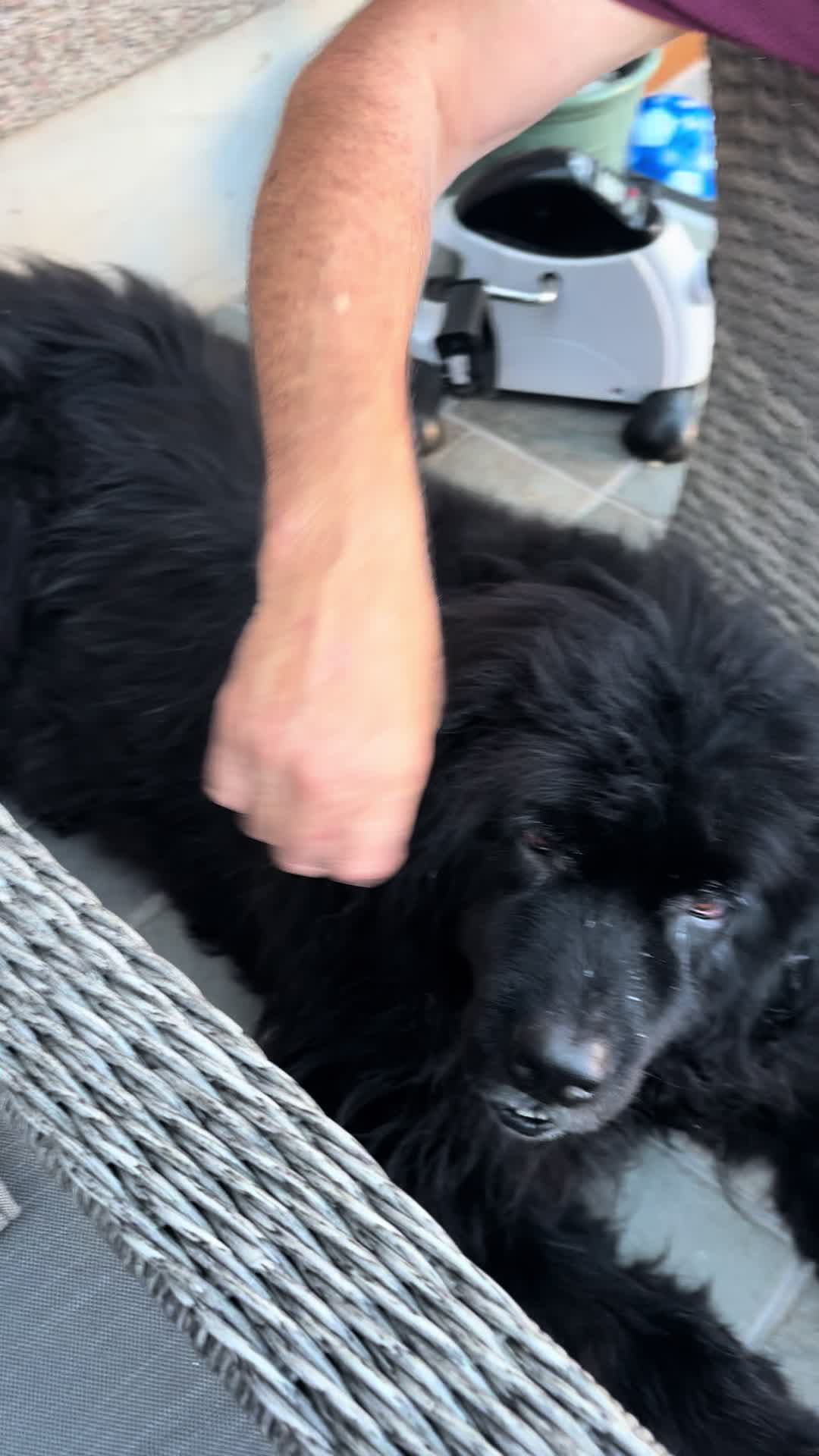 @Pablopoppypiperpoodle