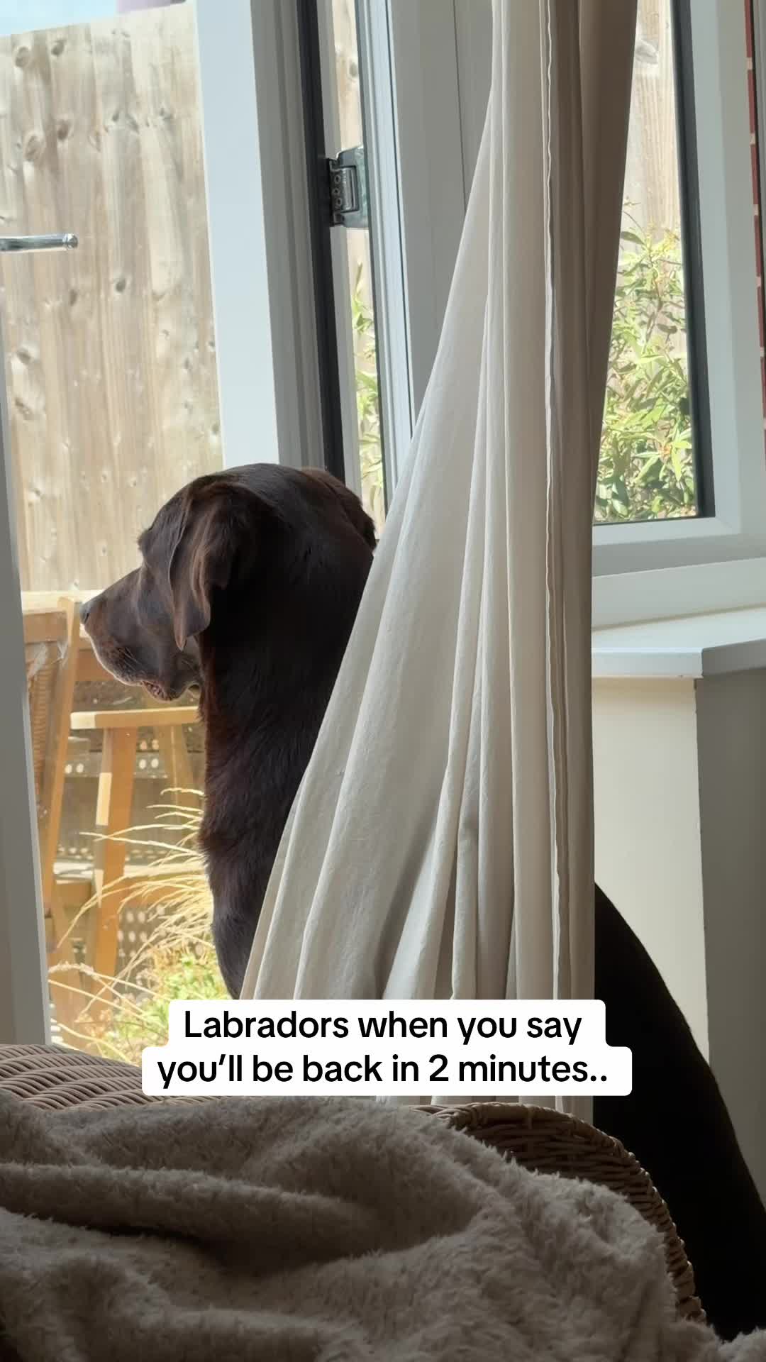 @The Labrador Buddy