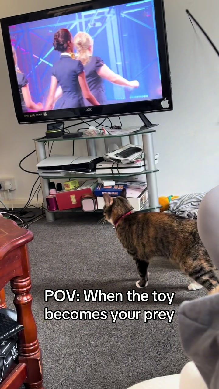 @mitsy.the.cat01