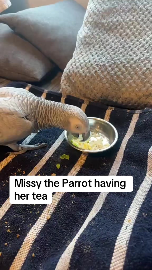 @Norman and Missy the Parrot