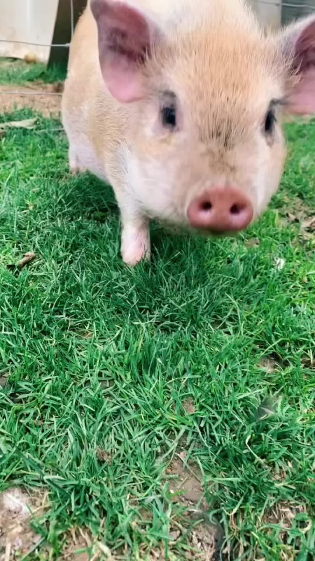 @Devotabullz