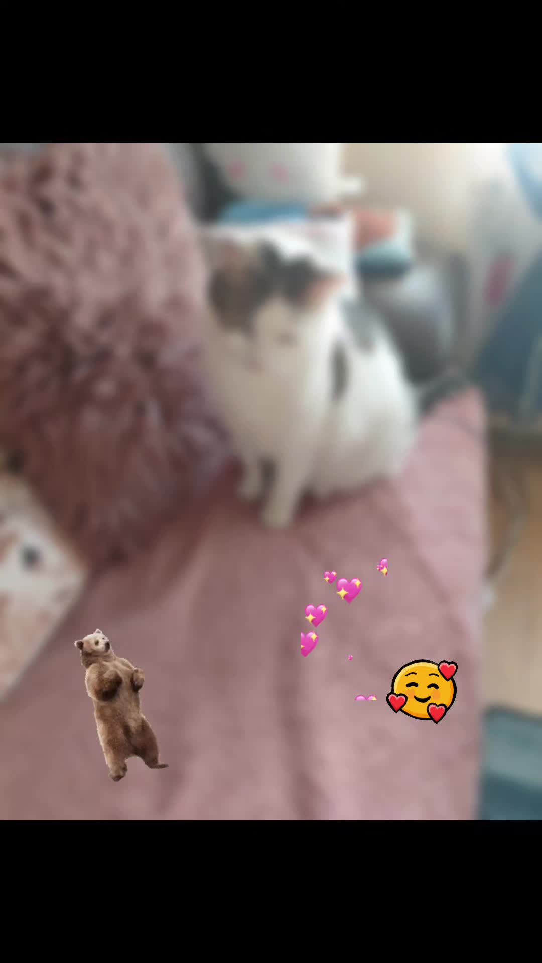@kočka divoká