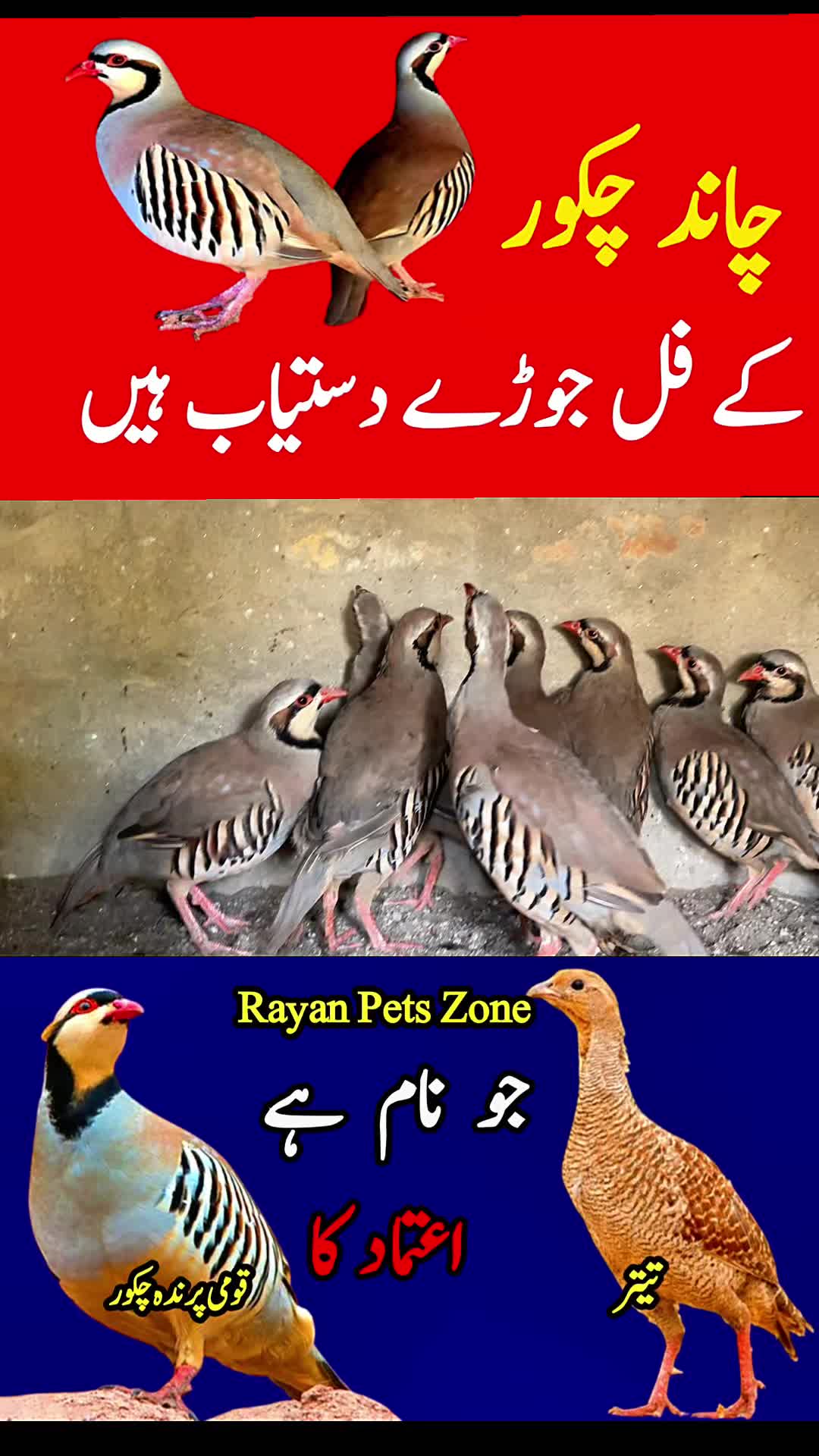 @Rayan Pets Zone