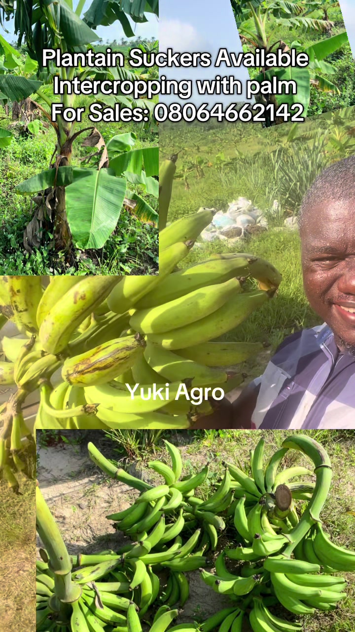 @BabaObaTv @Yuki Agro limited