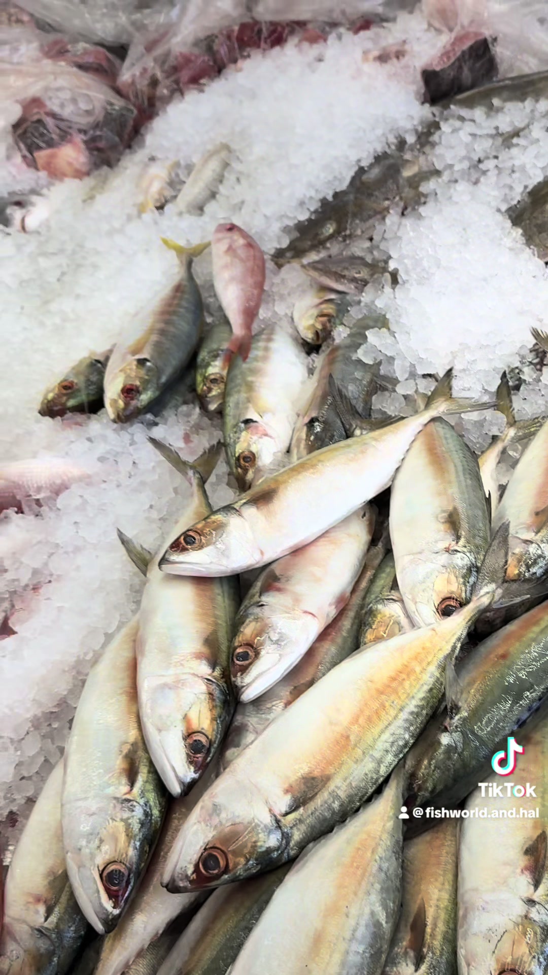 @Fishworld and Halal Meat