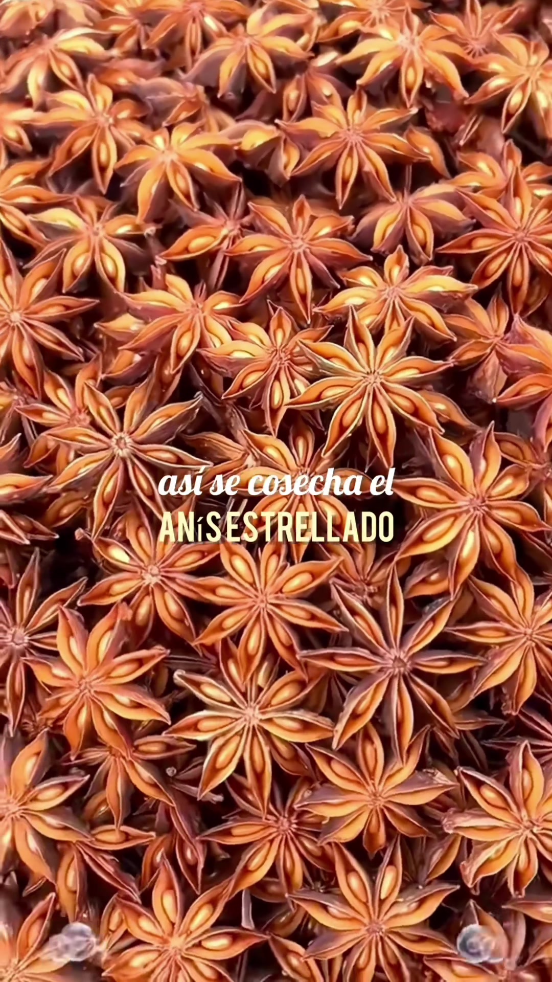 @TodoEspecias
