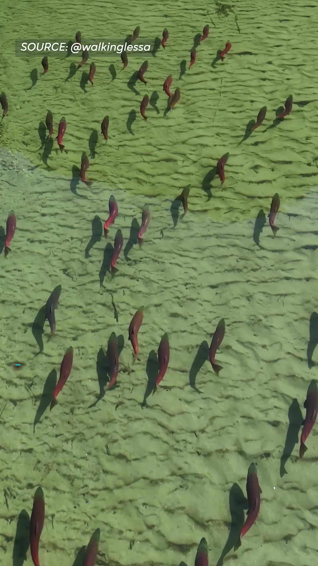 @Fishipedia world