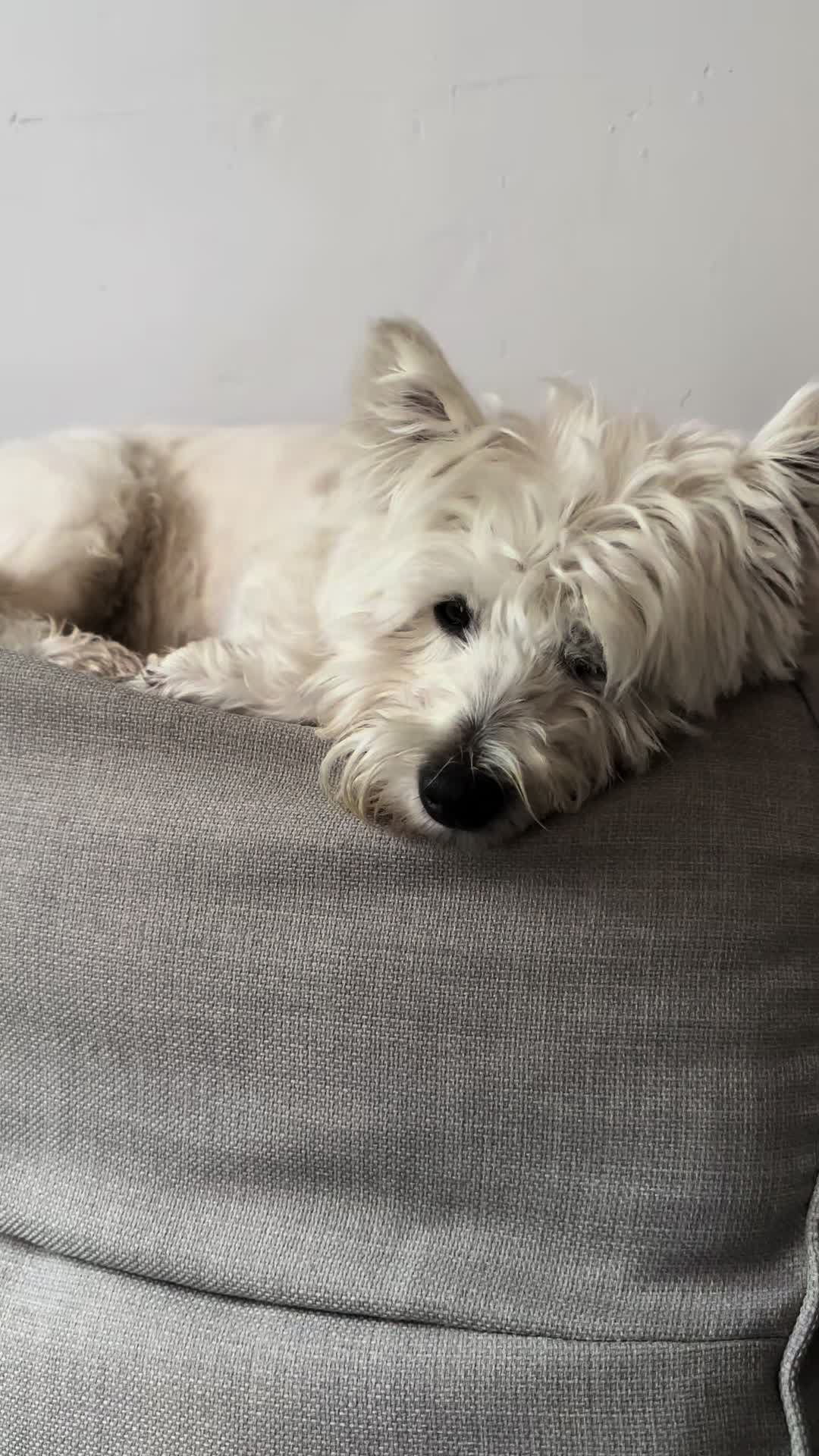 @Luna The Westie