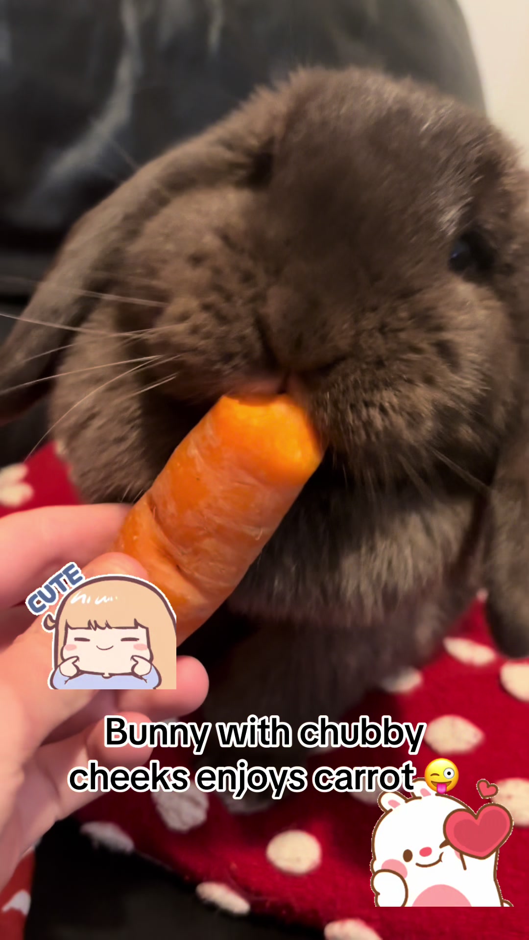 @Olive and Clem 🐰🐰