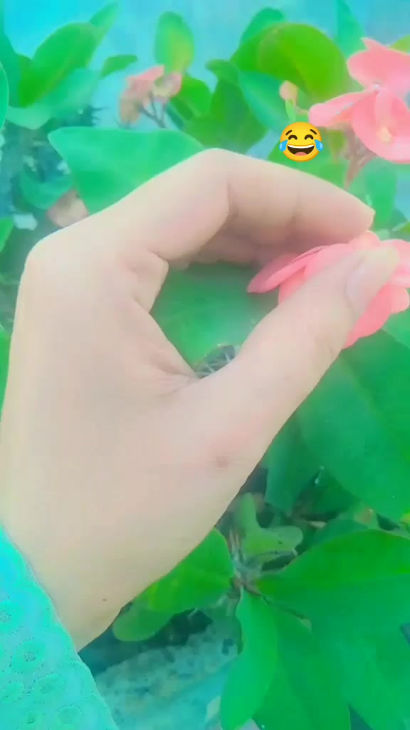 @Amalfairy2