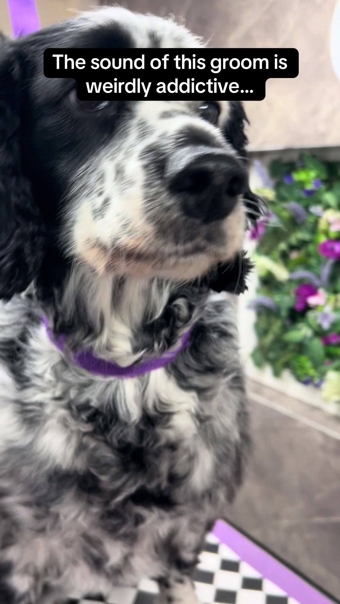 @Poochiepoosdoggrooming