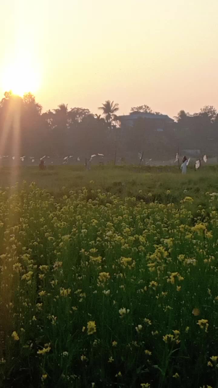 @ভদ্রতার ফটোকপি