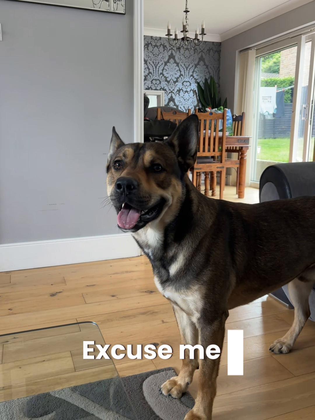 @RockyTheMutt
