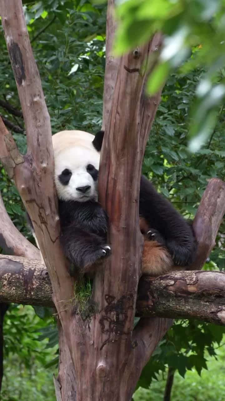 @pandy_pandaa