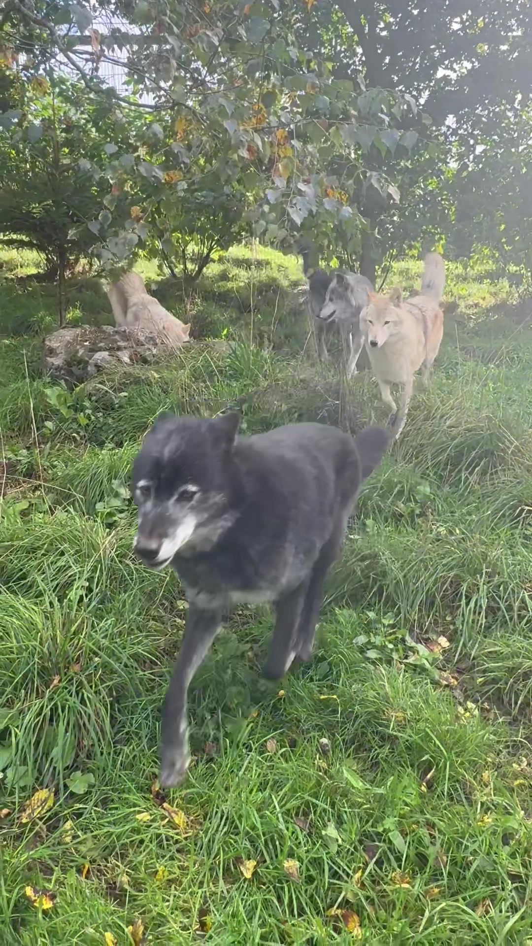 @Wolves of the Lakes