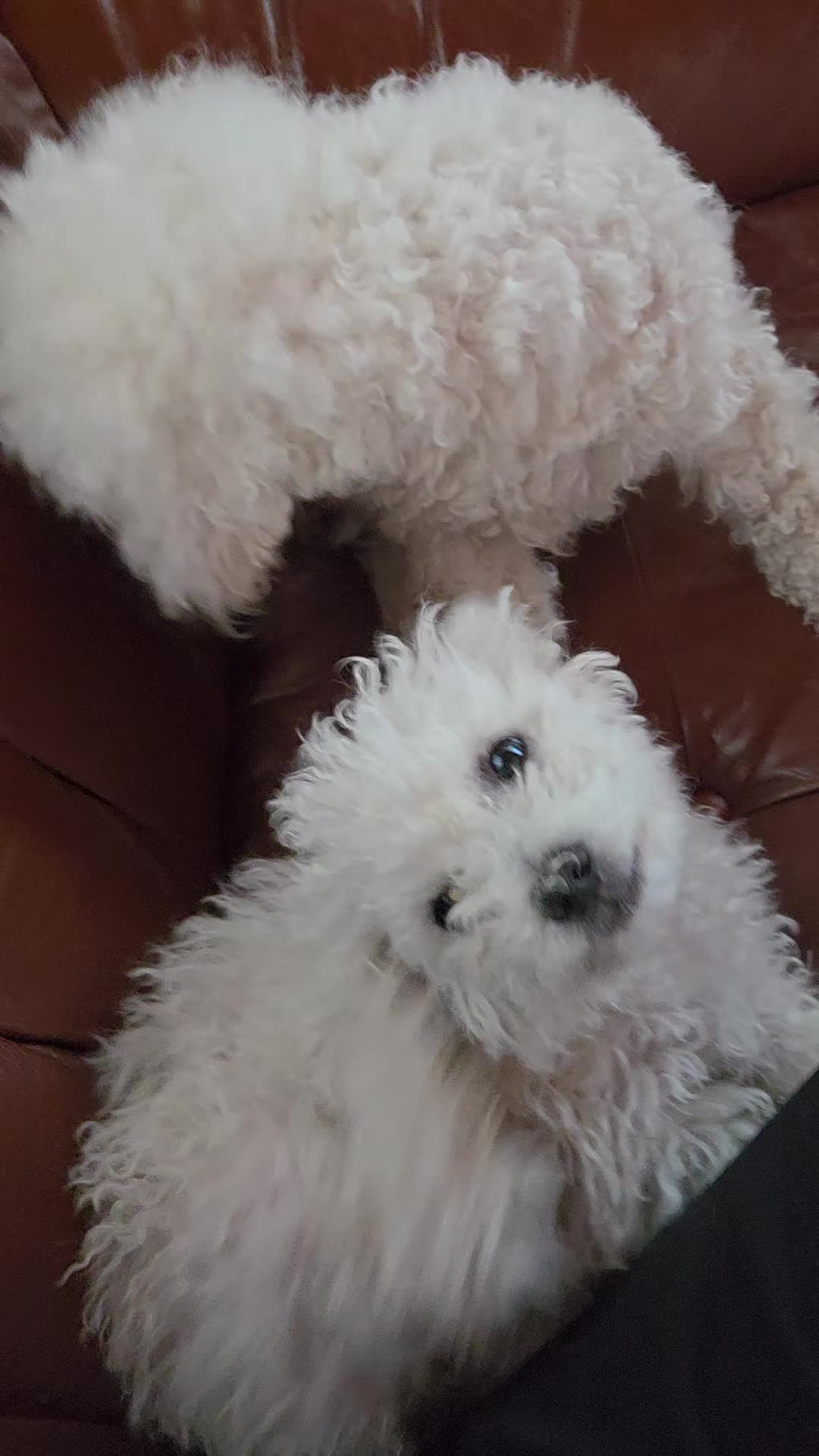 @TessiBichon